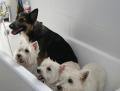 Dinky Dogs Grooming image 1