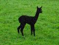 Hollycombe Alpacas image 4