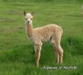 Alpacas of Norfolk image 1