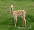 Alpacas of Norfolk logo