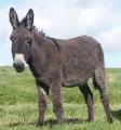 The Scottish Borders Donkey Sanctuary image 2