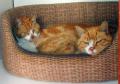 Comfy Cats Cattery image 2