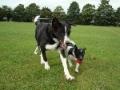 Mucky-Paws Dog Walking & Pet Care Services Warrington image 8