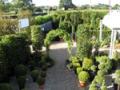Wreford ltd Hedging and Topiary image 3