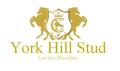 York Hill Stud logo
