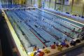 Hemel Hempstead Swimming Club image 2