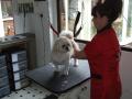 MOIRA DOG GROOMING image 3