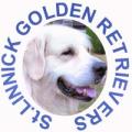 St.Linnick Golden Retrievers image 7