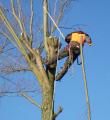 Springbank Garden and Tree Services image 1
