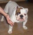 Bodroniki Bulldogs image 2
