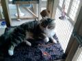 LINGFIELD LUXURY CATTERY Noctorum. Probably the NICEST Cattery on the WIRRAL! image 3