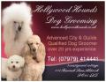 Hollywood Hounds Dog Groomers image 1