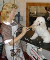 Rockwood dog and Cat Grooming image 1