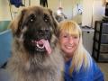 Oliver's Dog Grooming Services image 4
