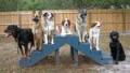DANESDALE PET AND PROTECTION DOG TRAINING CLASSES image 2