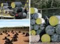Delta Force Guildford - Paintballing / Paintball image 7