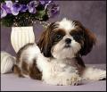 Cheshire Dog Groomer | Mobile Dog Grooming in Cheshire | Jess Foster image 2