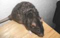 Zaxxan-Firenza fancy pet Rats image 1